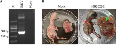 Frontiers | isolation and genomic characteristics of the novel variant